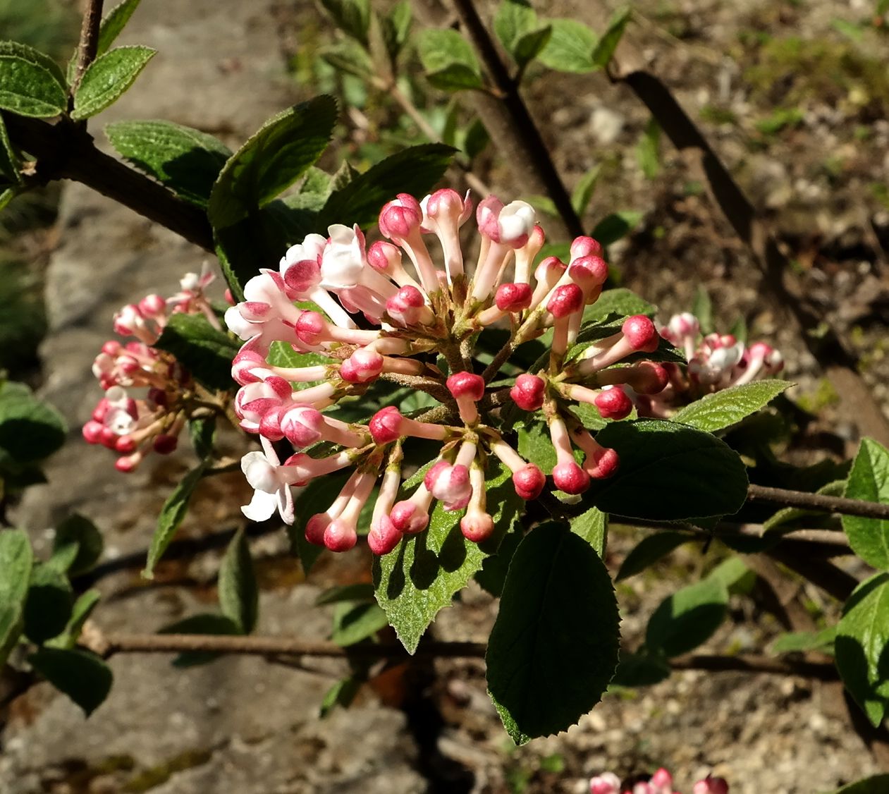 Image of Viburnum carlesii specimen.