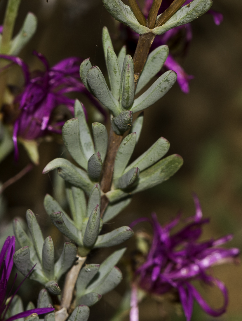 Image of Lampranthus falcatus specimen.