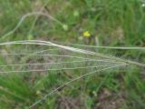 род Stipa