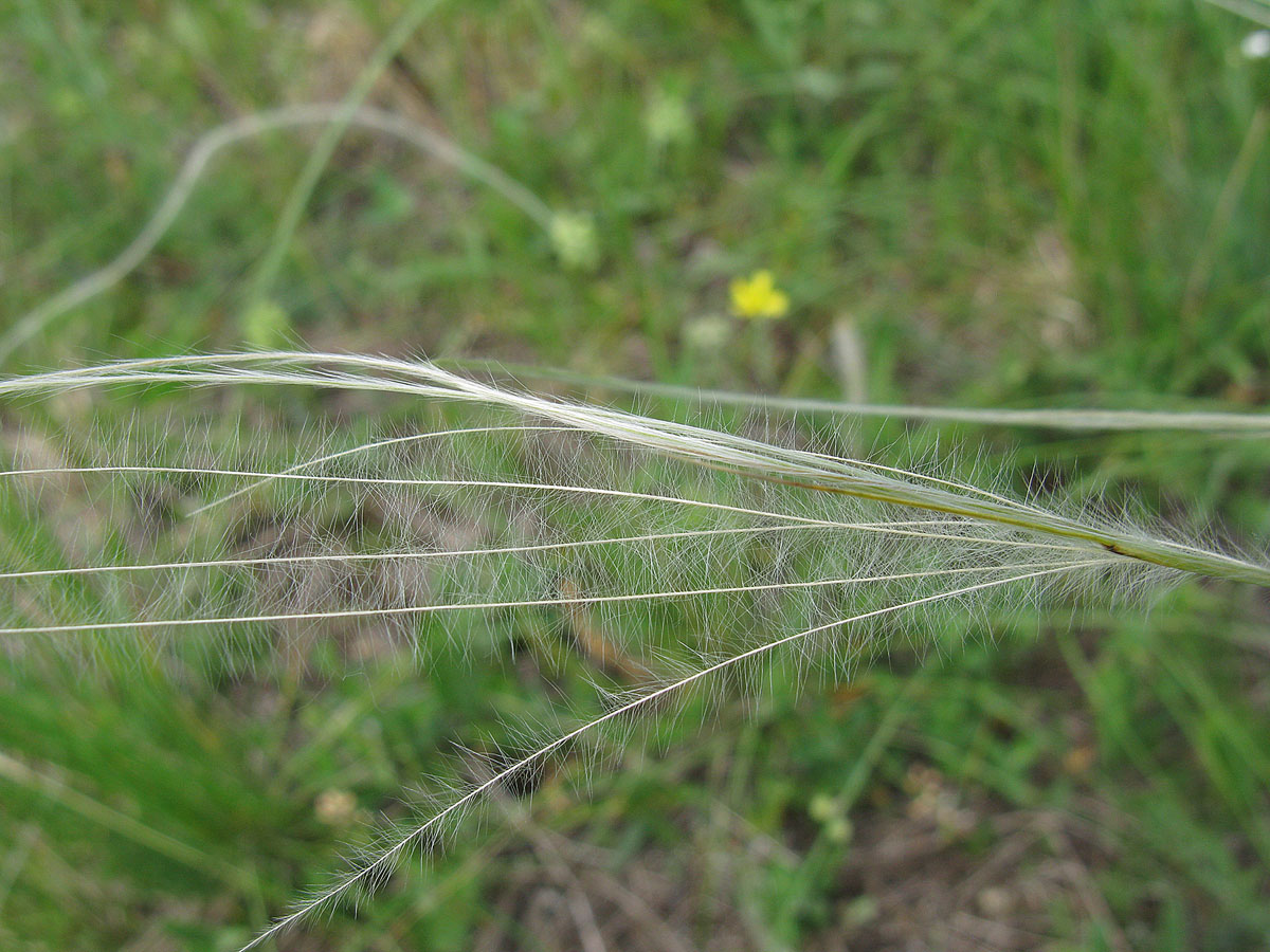 Image of genus Stipa specimen.