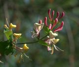 Lonicera caprifolium