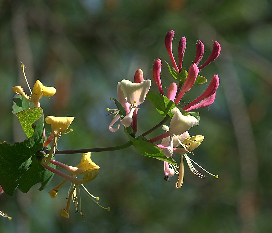 Изображение особи Lonicera caprifolium.