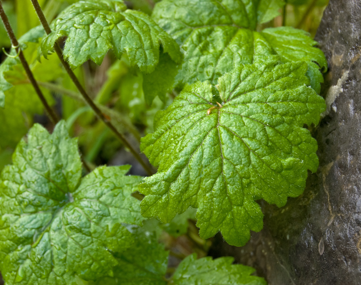 Image of Cortusa matthioli specimen.