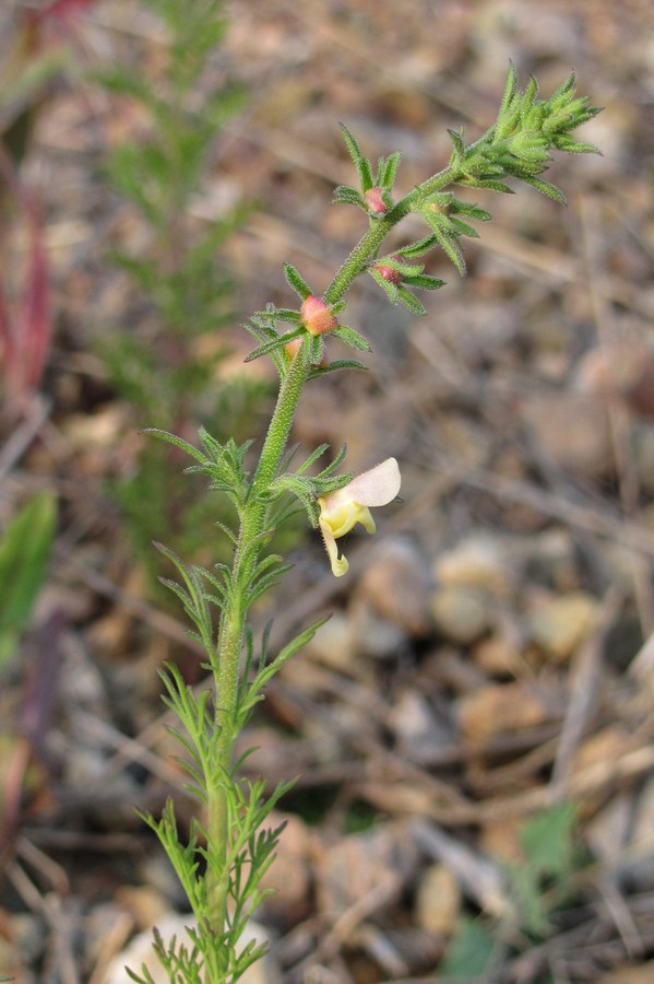 Image of Verbascum orientale specimen.