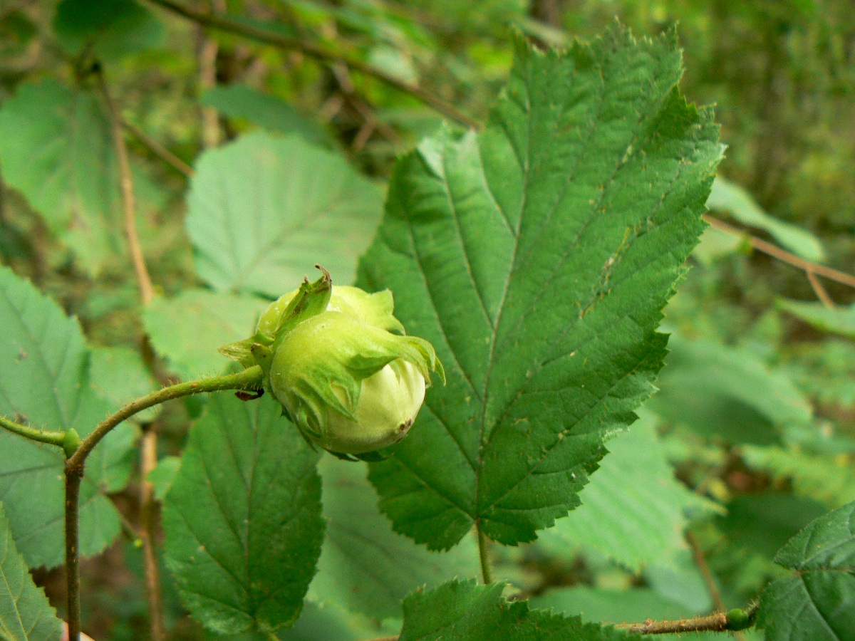 Image of Corylus avellana specimen.