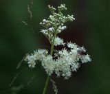 Filipendula ulmaria