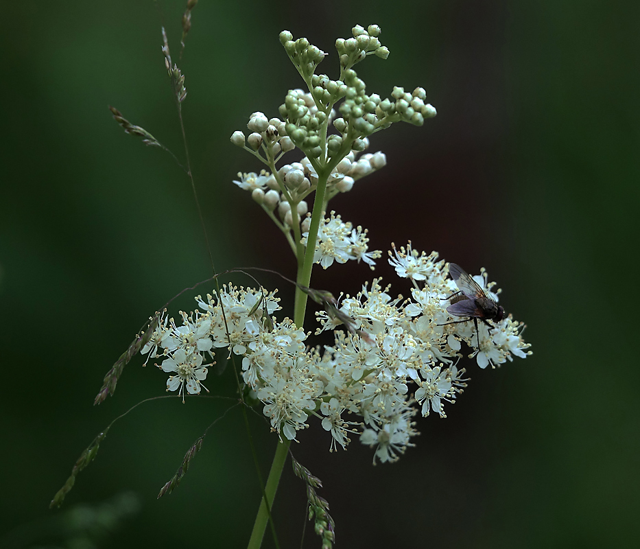 Image of Filipendula ulmaria specimen.