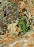 Aquilegia karatavica. Цветущее растение в каменной полке на стене отвесной скалы. Казахстан, хребет Сырдарьинский Каратау, Центральный Каратау, поднятие Минжелке (Мынжилке, Мынжылги), восточный макросклон горы Бессаз, ущелье р. Итмурын в среднем течении, скалы по правому берегу, 1450 м н.у.м. 9 июня 2018 г.