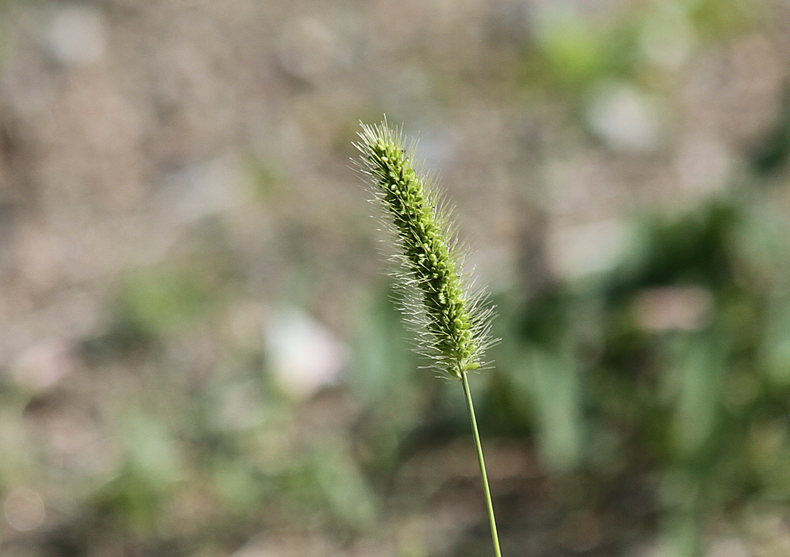 Изображение особи Setaria viridis.