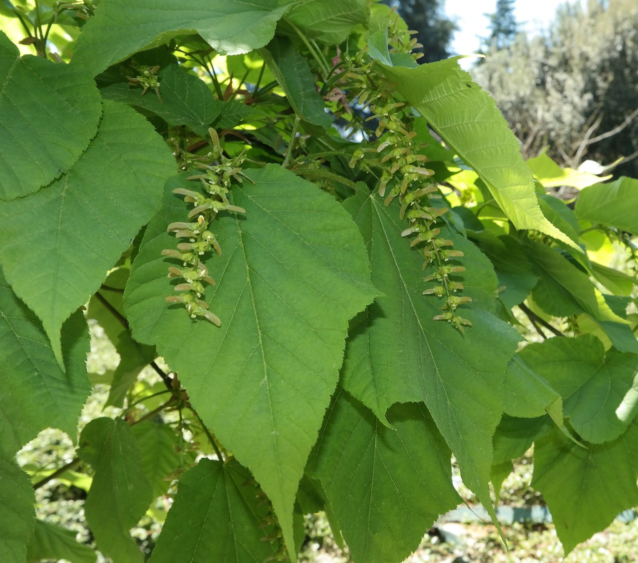 Image of Acer tegmentosum specimen.