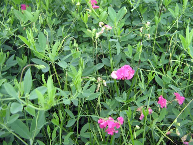 Изображение особи Lathyrus tuberosus.