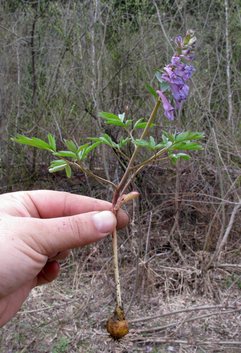 Изображение особи Corydalis begljanovae.