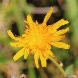 Sonchus arvensis. Соцветие. Ростовская обл., Неклиновский р-н, Большенеклиновское с/п, дол. р. Сарматская, на лугу. 18.09.2018.