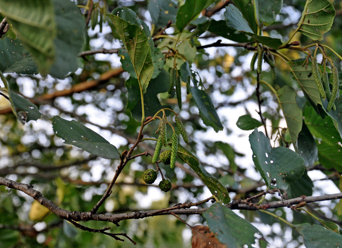 Image of Alnus glutinosa specimen.