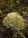 Cladonia strepsilis