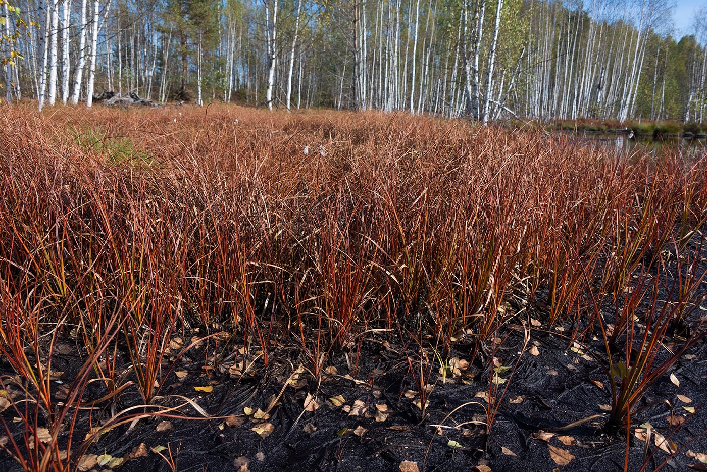 Изображение особи Eriophorum angustifolium.