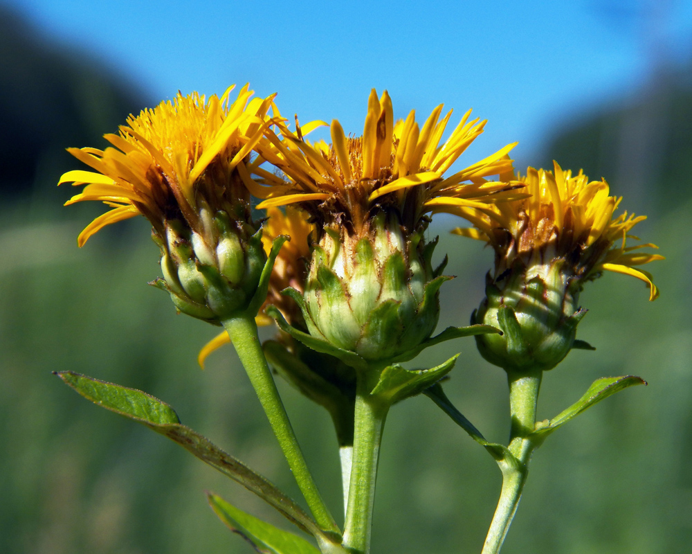 Изображение особи Inula aspera.