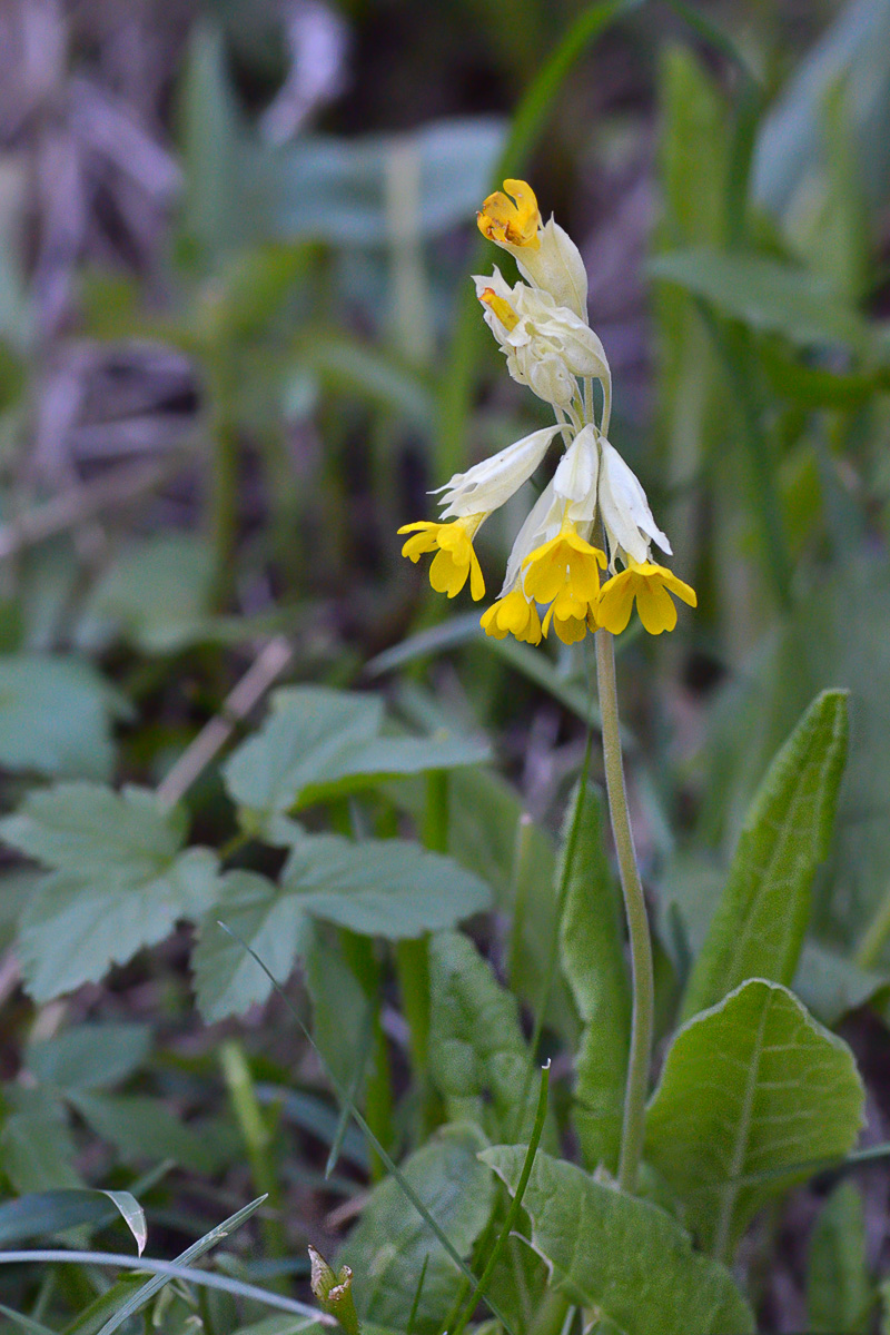 Image of Primula macrocalyx specimen.