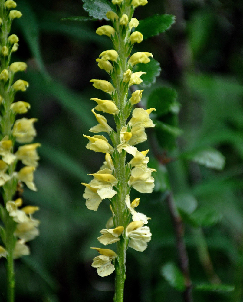 Изображение особи Pedicularis proboscidea.