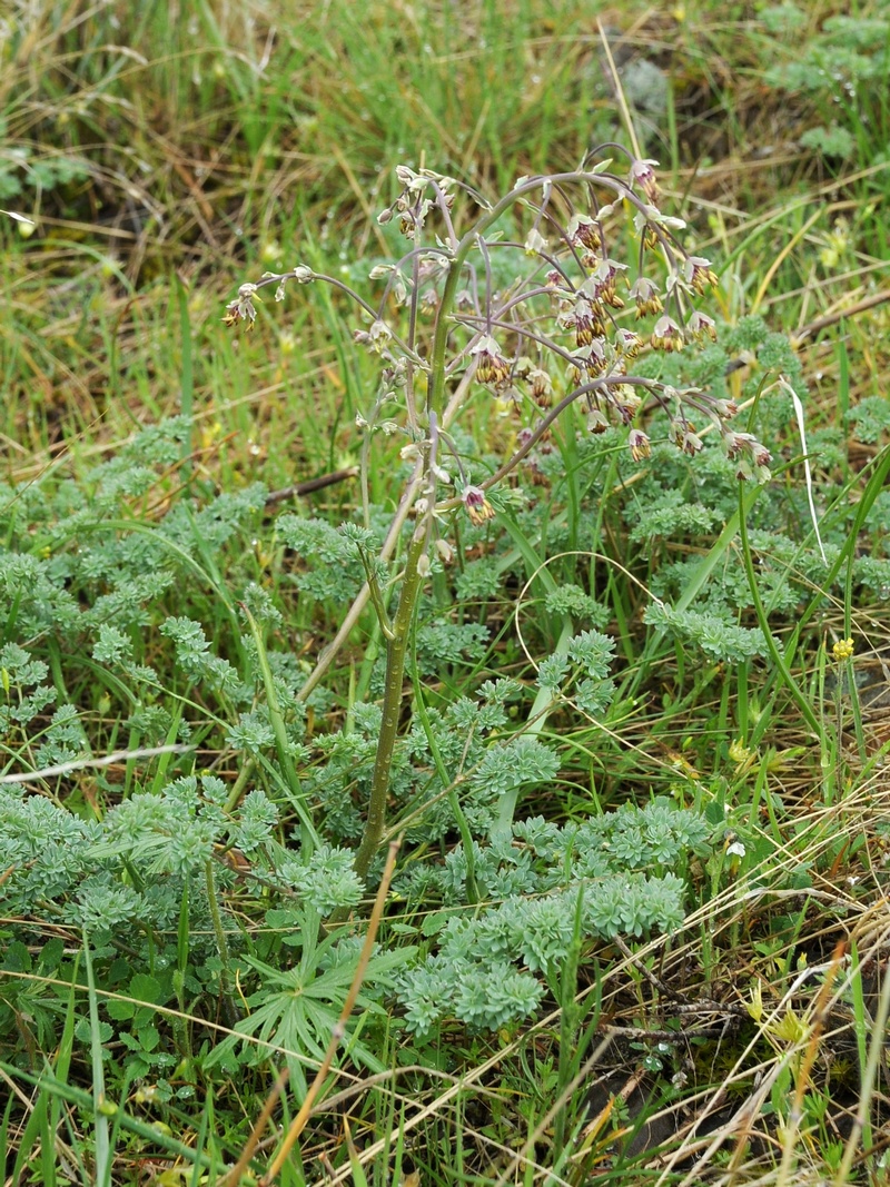 Image of Thalictrum isopyroides specimen.