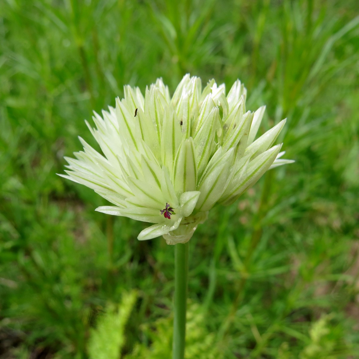 Изображение особи Allium darwasicum.