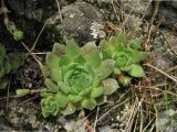 Sempervivum marmoreum