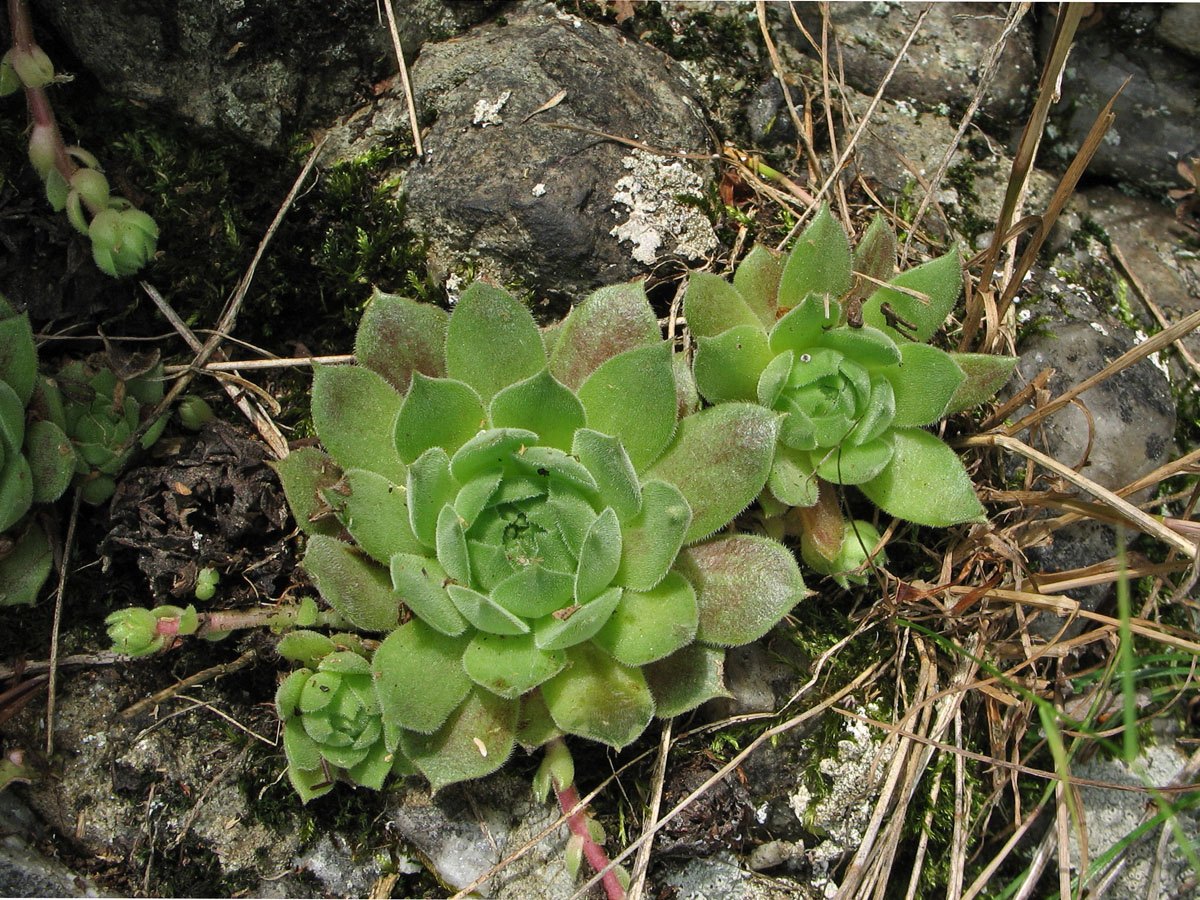 Image of Sempervivum marmoreum specimen.