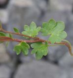 Saxifraga sibirica