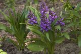 Dactylorhiza aristata