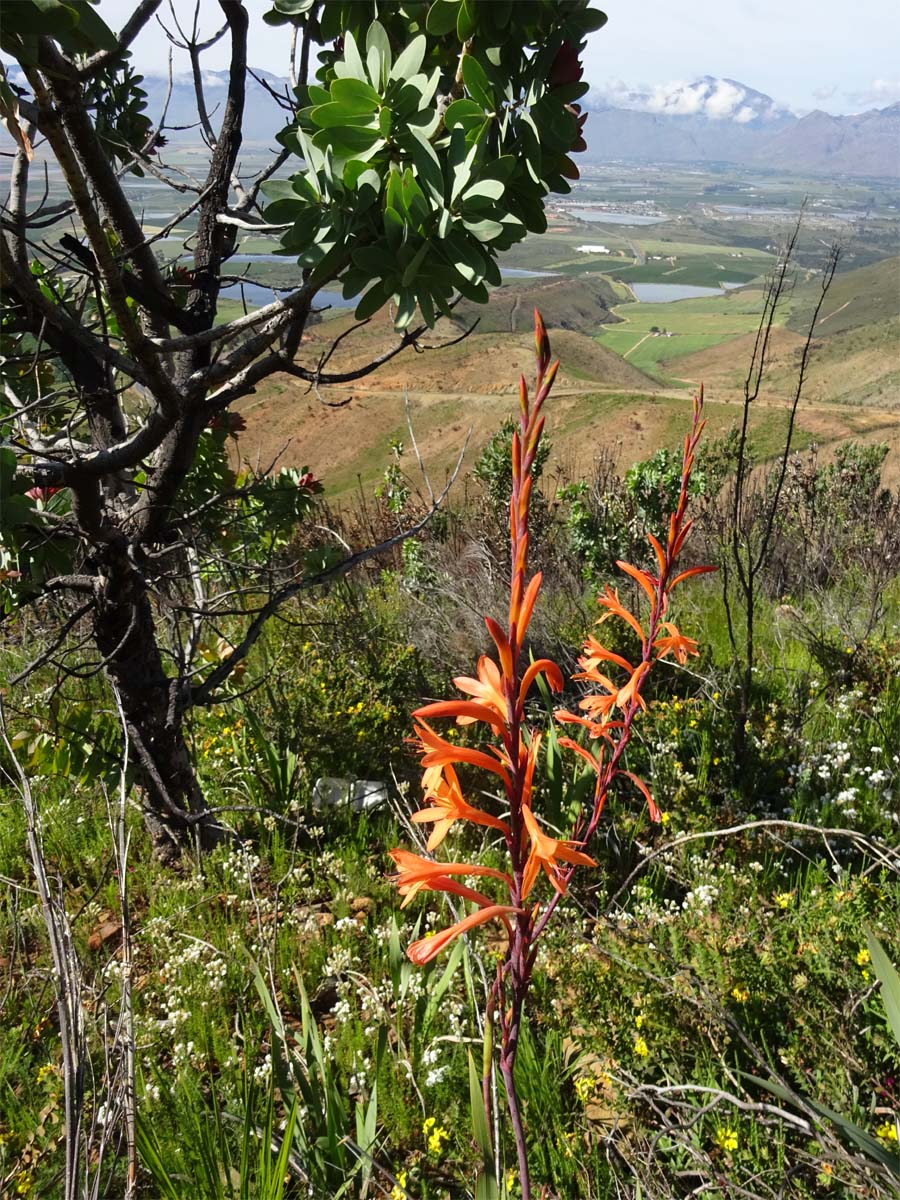 Изображение особи Watsonia tabularis.