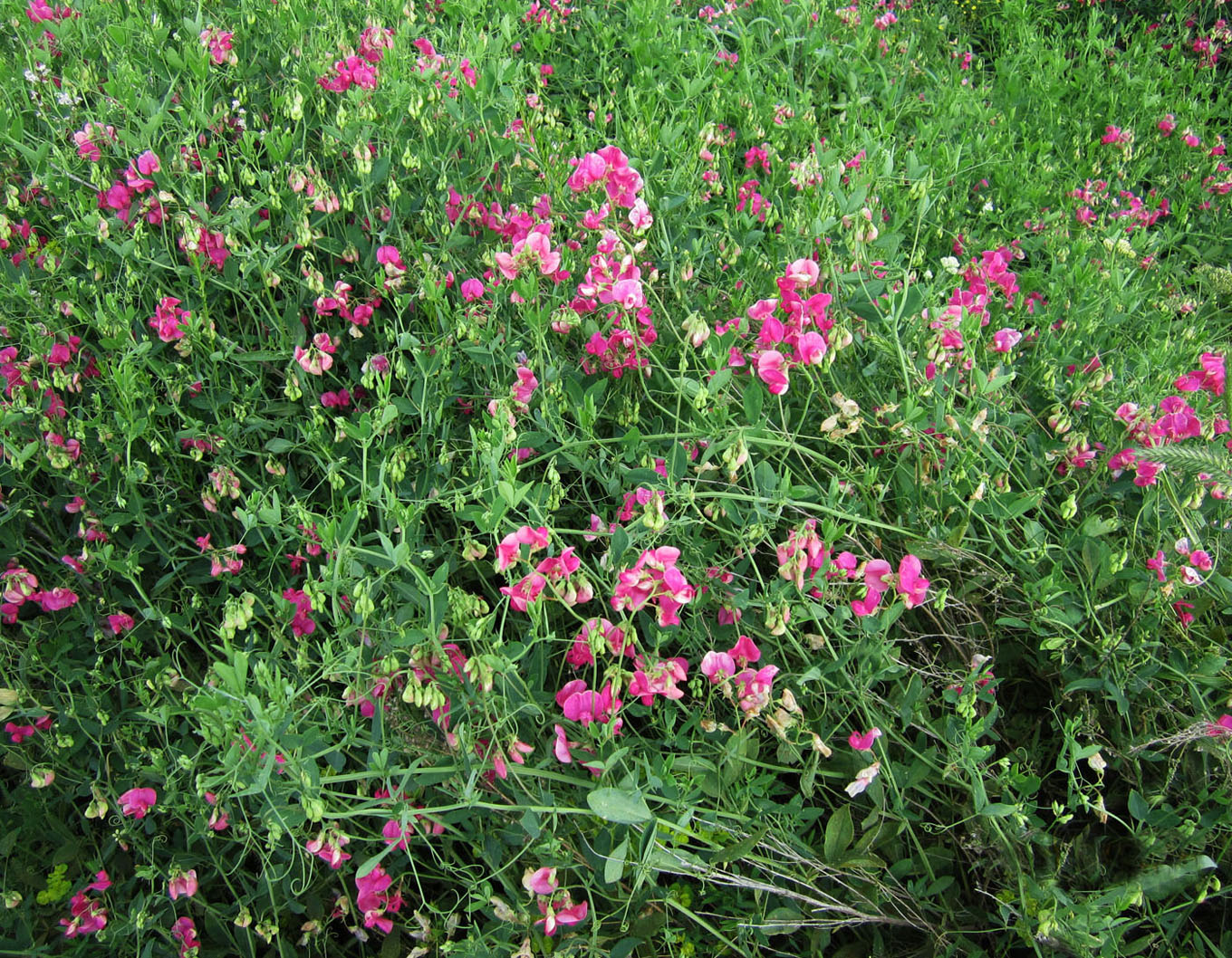 Изображение особи Lathyrus tuberosus.