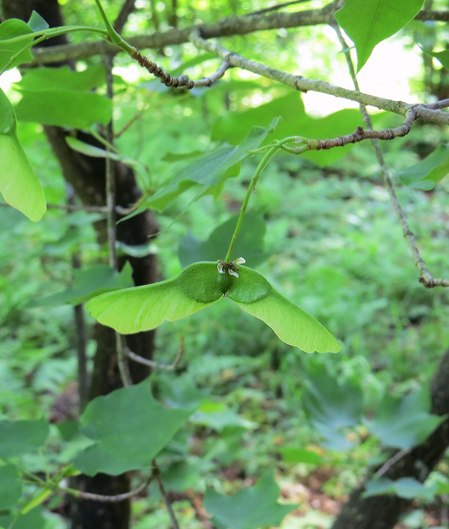 Image of Acer tenellum specimen.