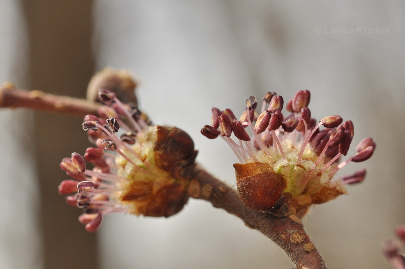 Изображение особи род Ulmus.