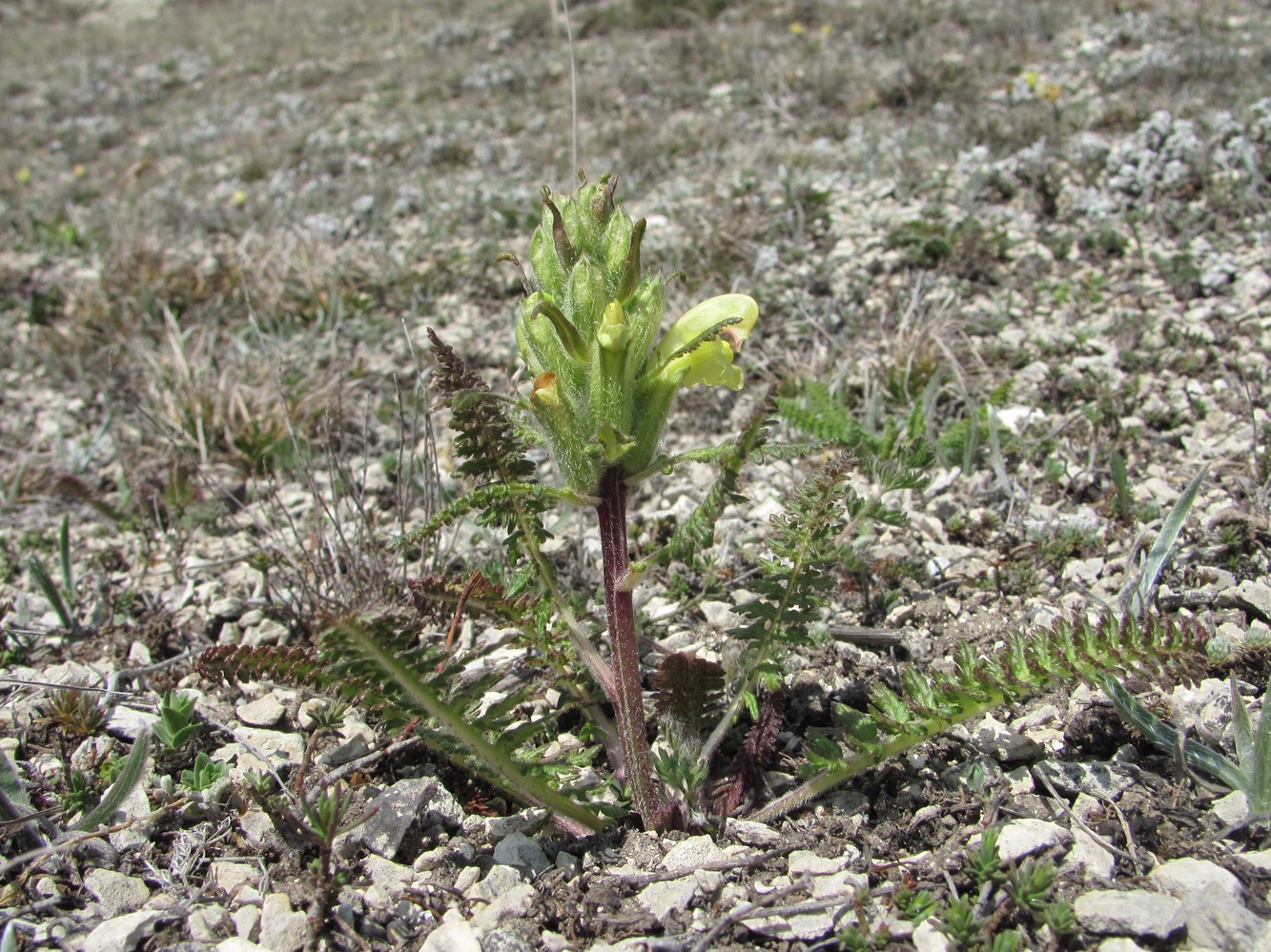 Image of Pedicularis sibthorpii specimen.