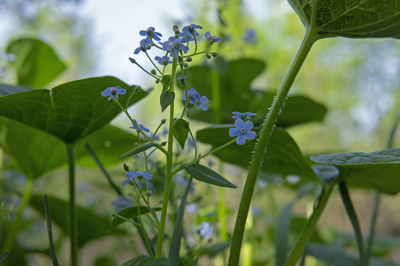 Изображение особи Brunnera sibirica.