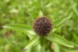 Centaurea carpatica. Нераскрывшееся соцветие. Украина, Закарпатская обл., Тячевский р-н, с. Усть-Черная, луг у подножия г. Мокрая. 27.06.2010.