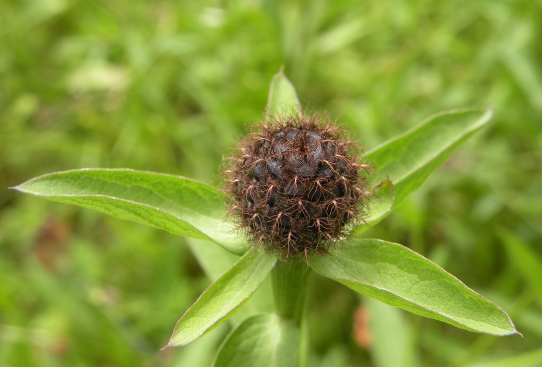 Image of Centaurea carpatica specimen.