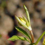 Ranunculus sardous