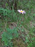 Pyrethrum coccineum