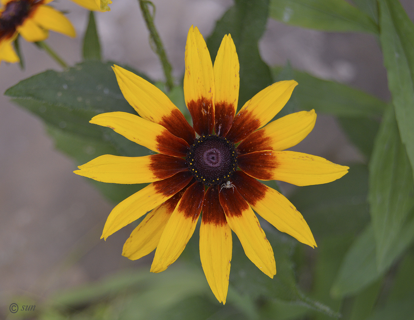 Image of Rudbeckia hirta specimen.