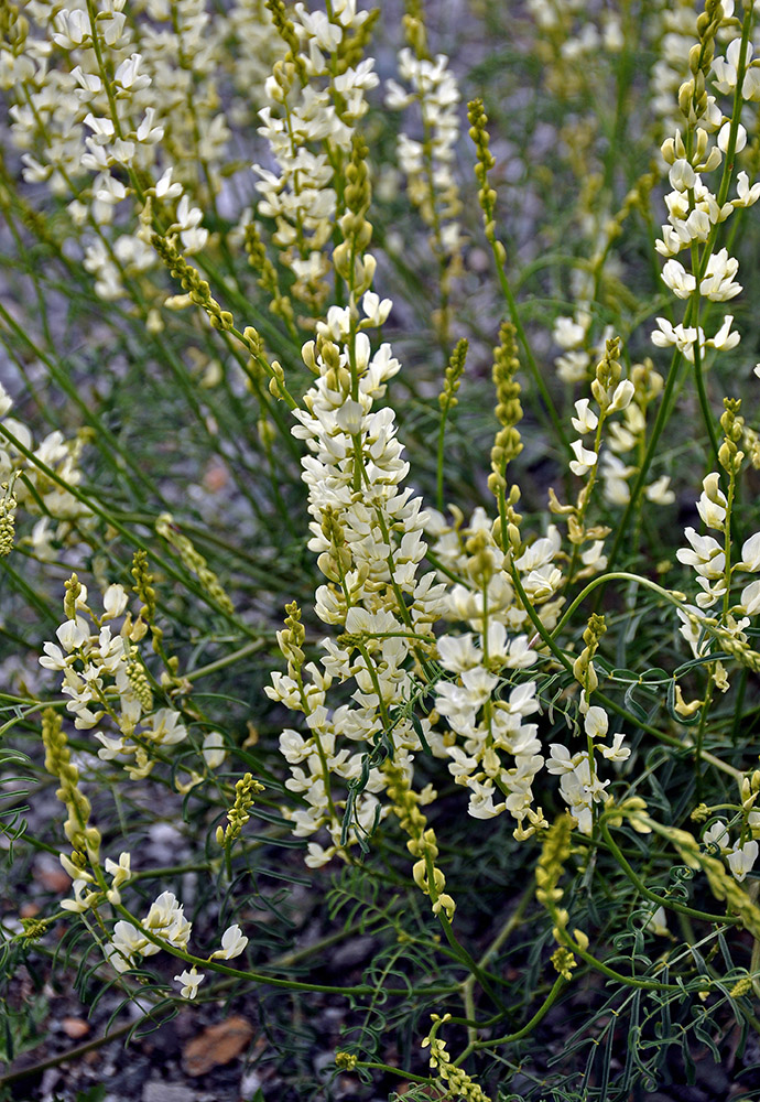 Изображение особи Astragalus katunicus.