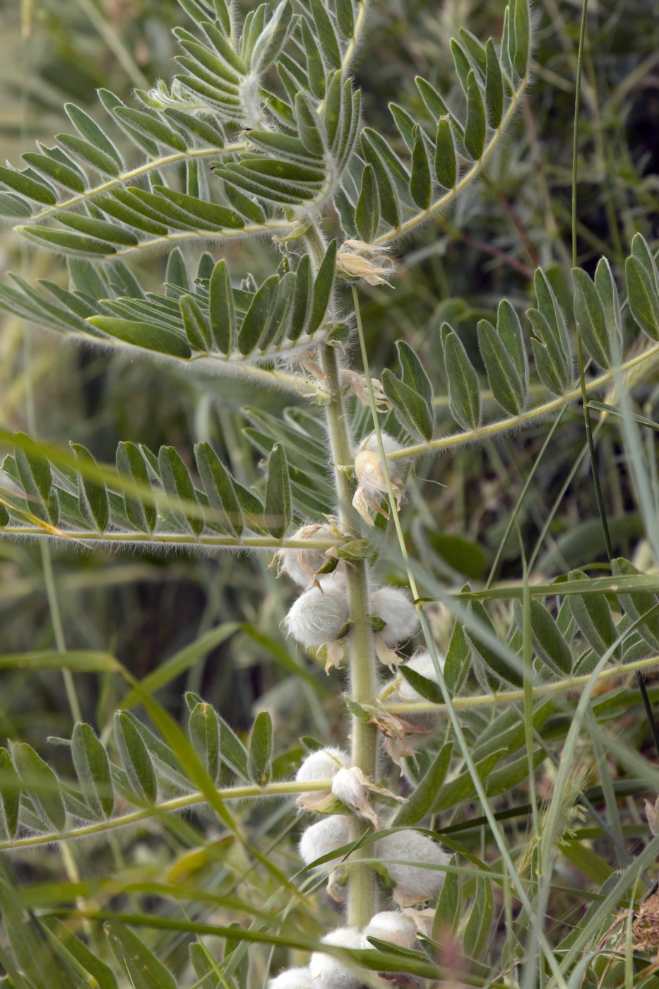 Изображение особи Astragalus sieversianus.