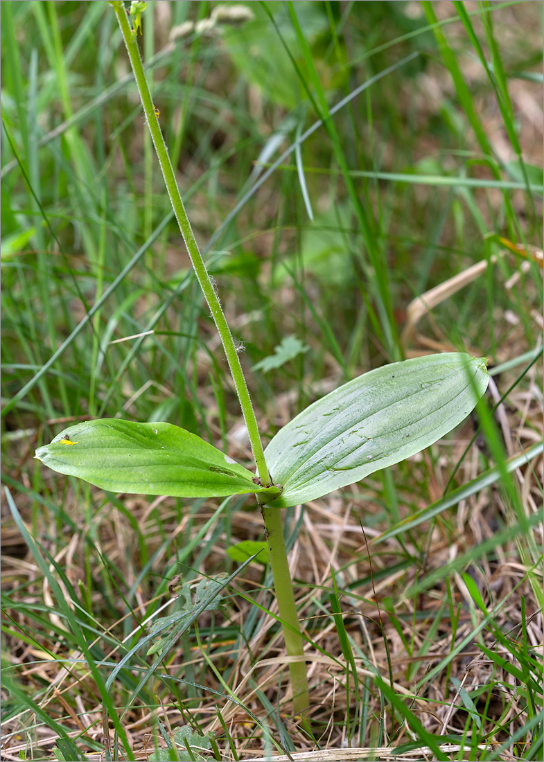 Image of Listera ovata specimen.