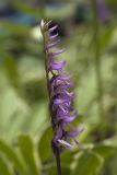 Neottianthe cucullata
