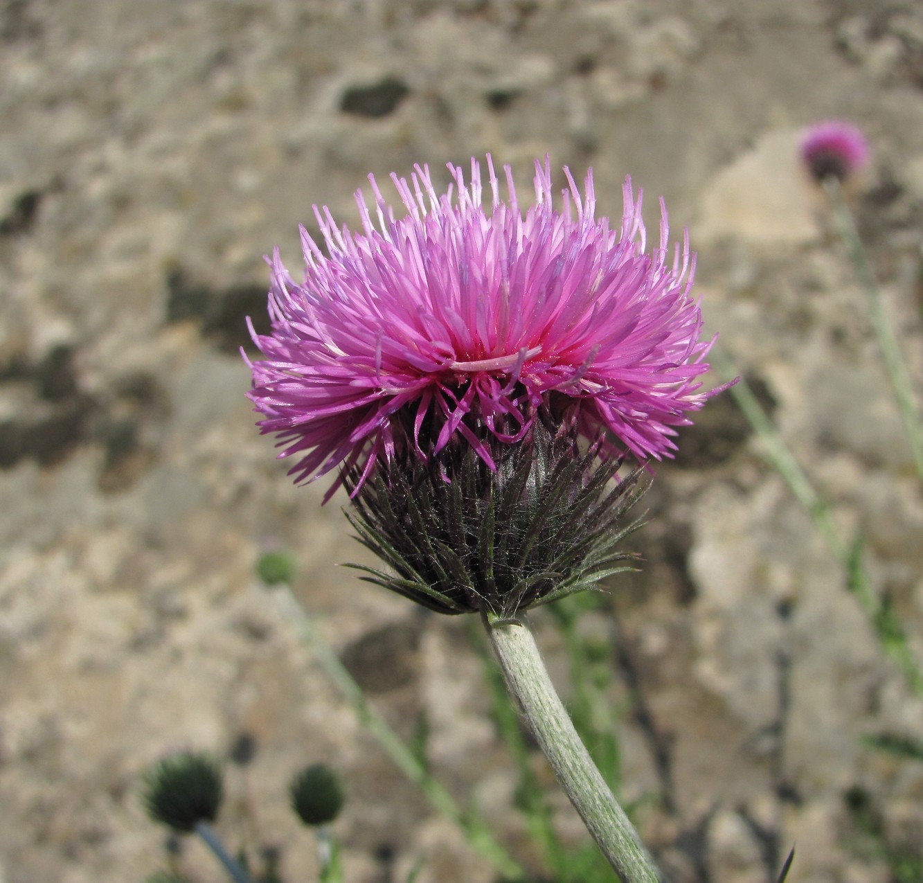 Image of Carduus seminudus specimen.