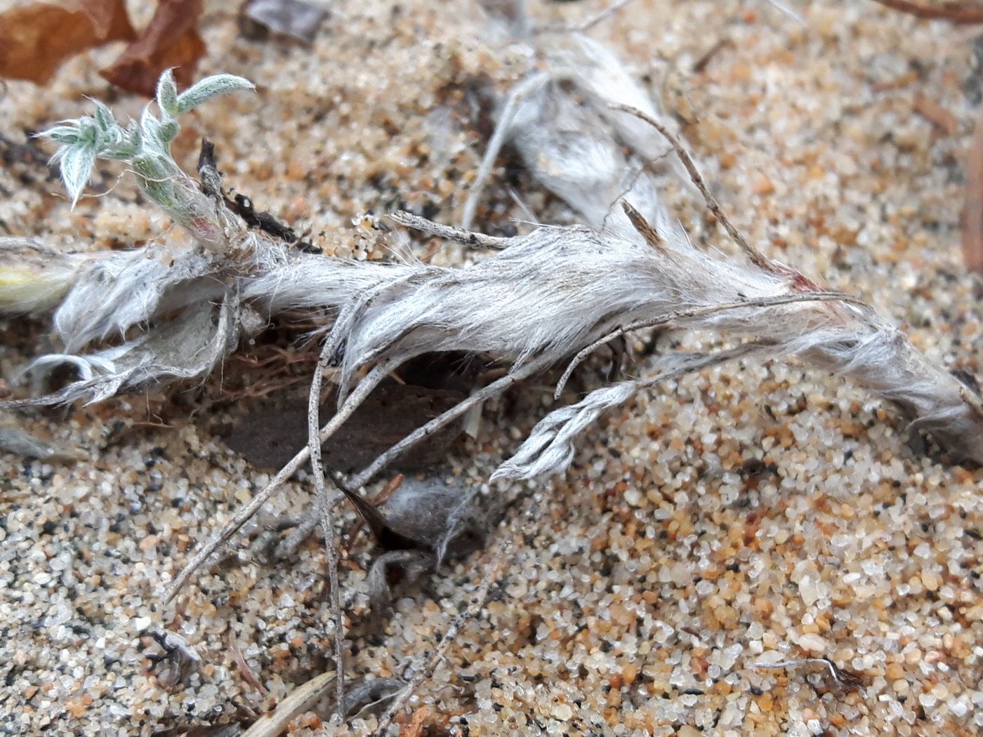 Image of Oxytropis lanata specimen.