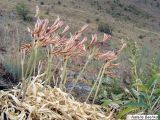 Ungernia oligostroma