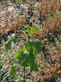 Abutilon theophrasti