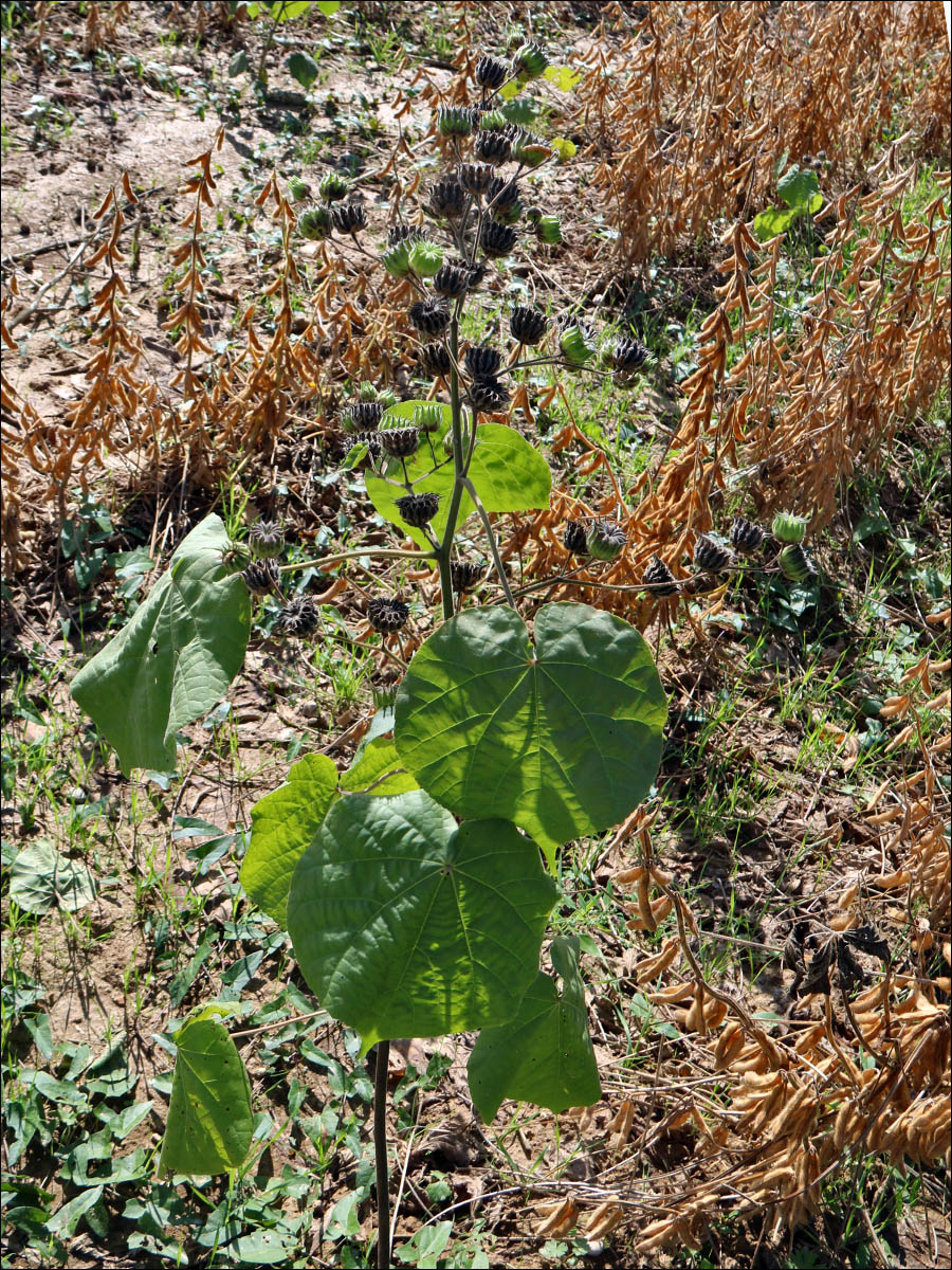 Image of Abutilon theophrasti specimen.