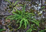 Asplenium trichomanes. Вегетирующие растения. Сербия, долина р. Дрина, окр. г. Байна-Башта, каменная кладка. 07.07.2019.